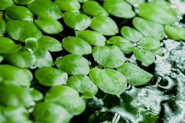 frogbit plant