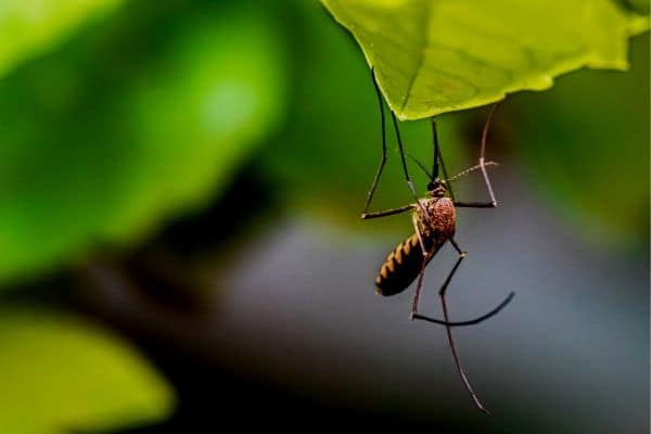 Mosquito on leaf