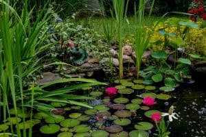 Read more about the article How To Overwinter Pond Plants