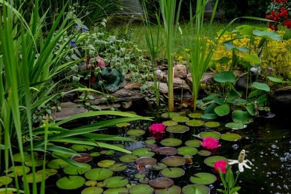 Overwintering pond plants