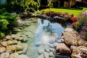 Read more about the article How Much Sunlight Do Ponds Need?