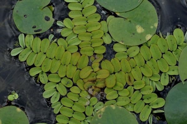 salvinia plant