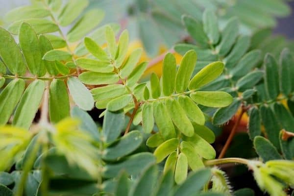 sensitive plant