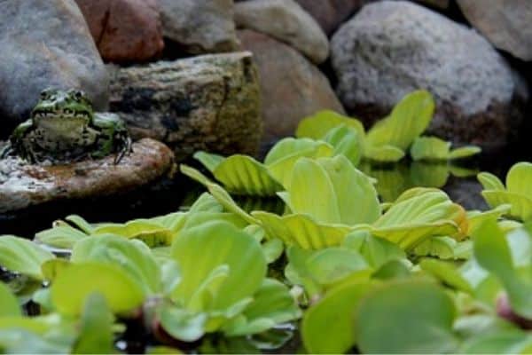 Water lettuce