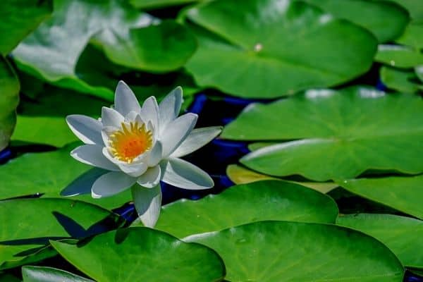 Cool pond in summer