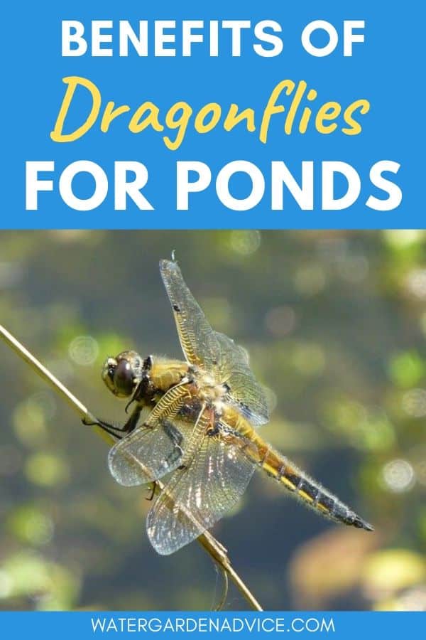 Benefits of dragonflies for ponds