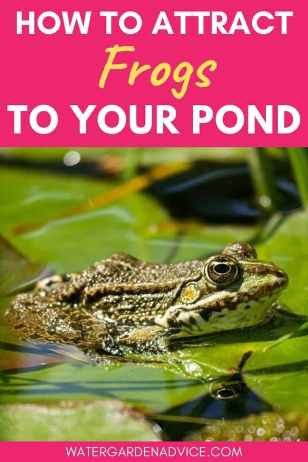 Attracting frogs to your pond