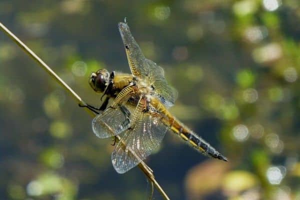 dragonfly near water