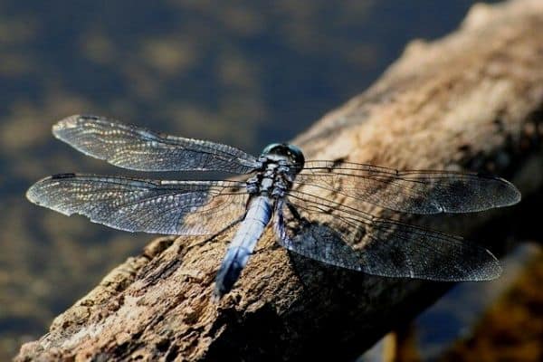 dragonfly on pond log