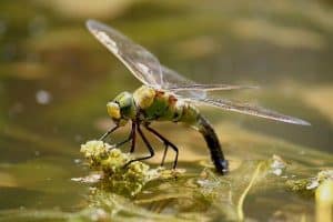 Read more about the article Benefits Of Dragonflies For Ponds
