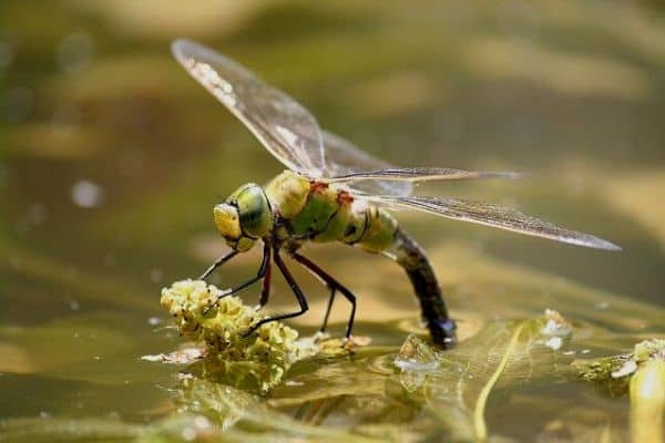 Dragonfly in pond