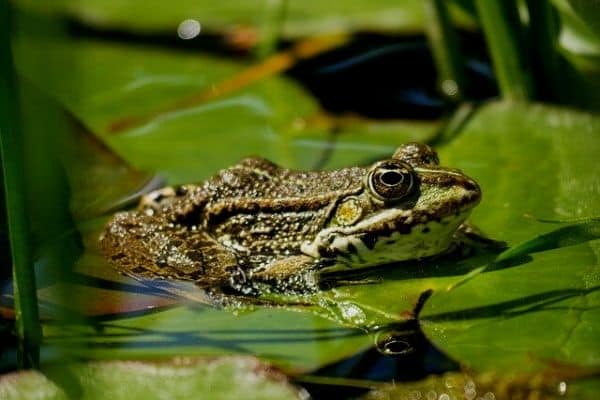 frog in a pond