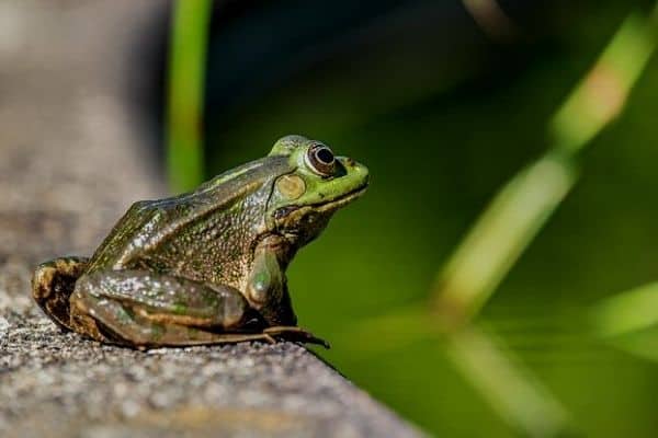 frog sitting near pond
