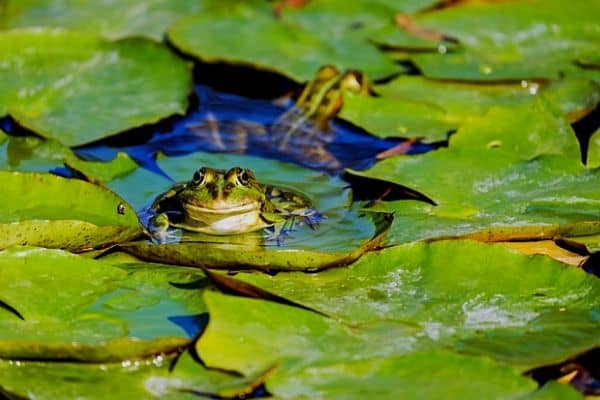 Two frogs in a backyard pond