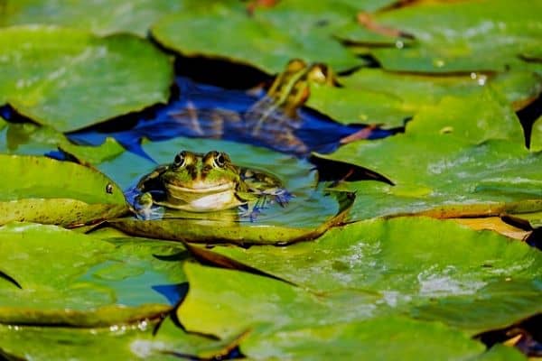 frog in a pond