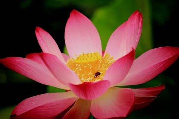 Growing lotus flowers