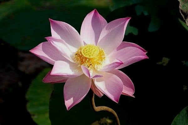 lotus flower