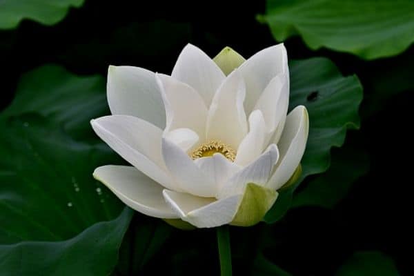 white lotus flower