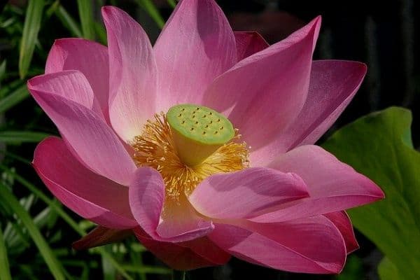 Lotus flower