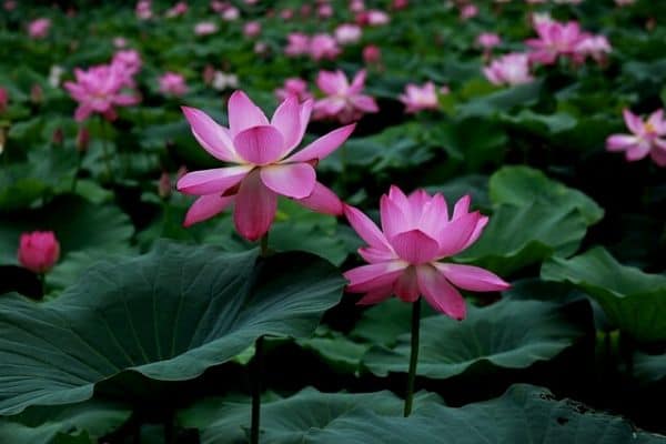 Lotus plants in a pond