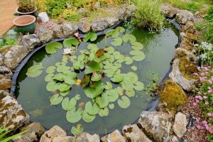 Read more about the article 10 Pond Mistakes To Avoid
