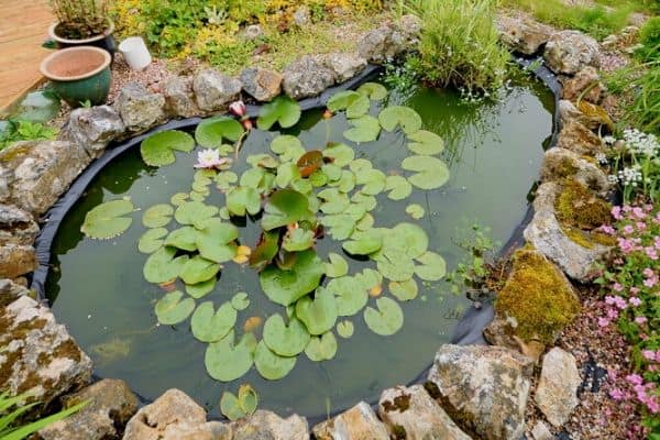 kidney shaped pond