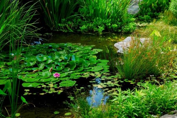 Plants around a pond