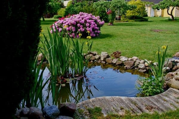 Pond with plants