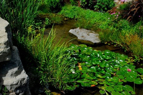 pond with plants