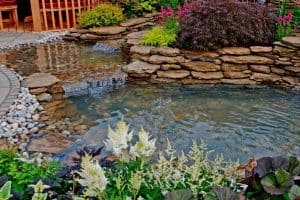 Read more about the article How To Keep Pond Water Clear