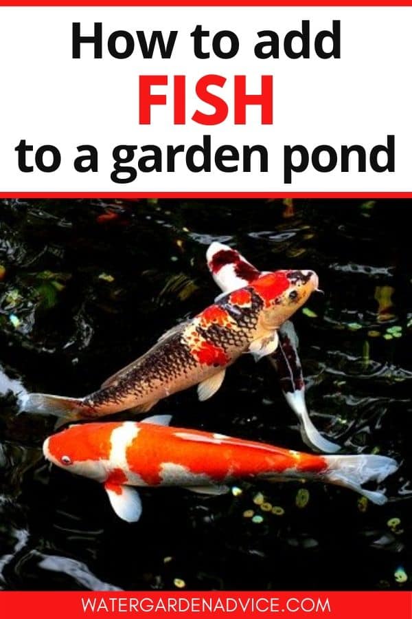 Adding fish to a backyard pond