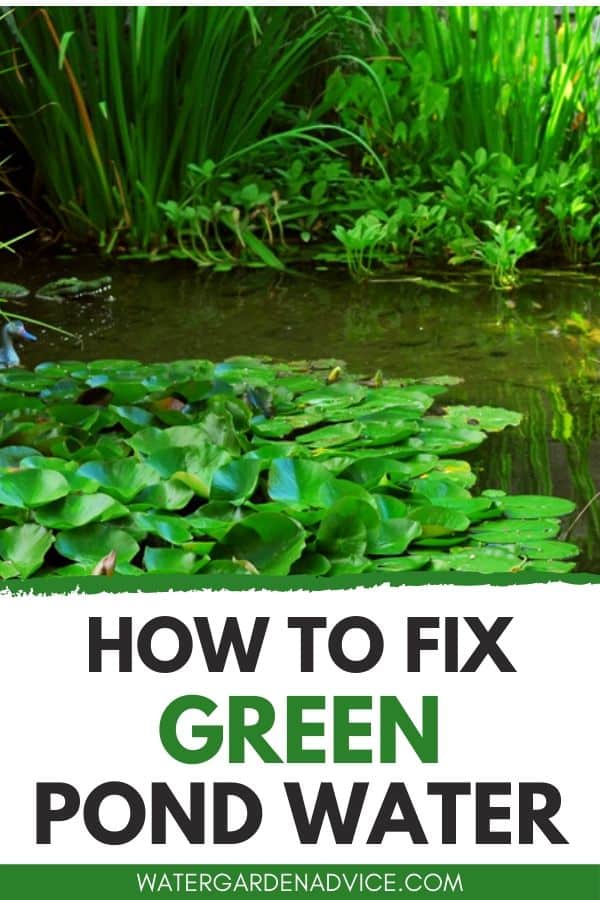 How to fix green pond water