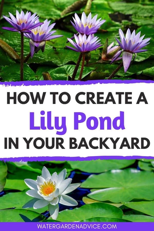 Creating a lily pond