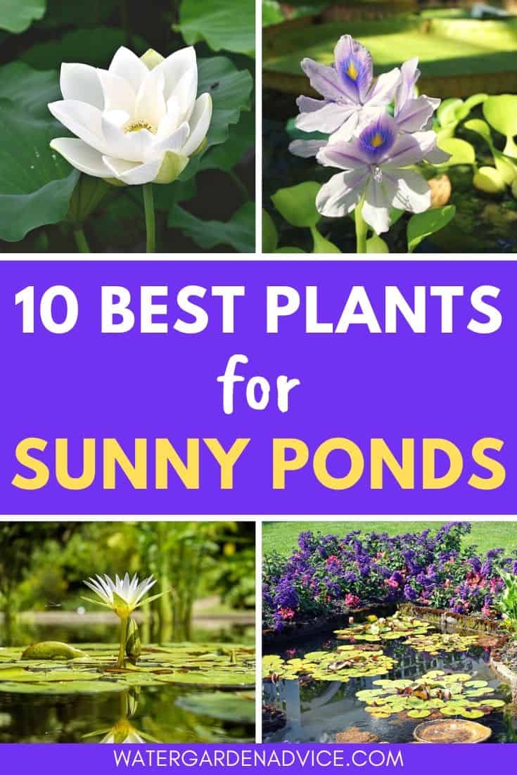 Best pond plants for sunny ponds