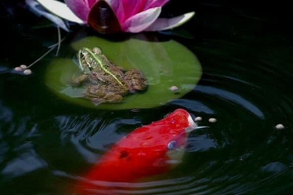 Feeding pond fish