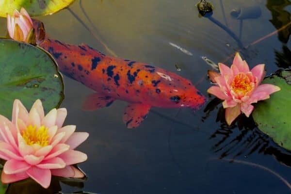 fish in a pond