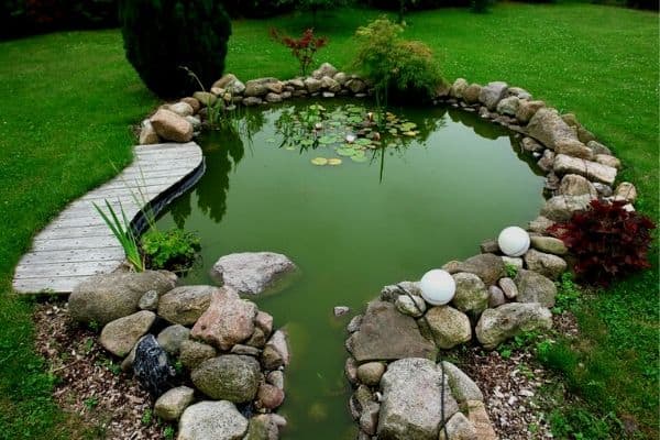 pond with green water