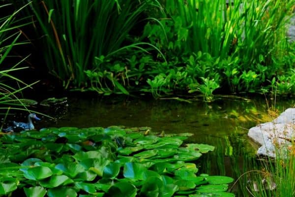 murky green pond