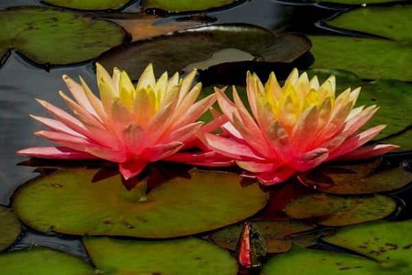 full sun pond plants