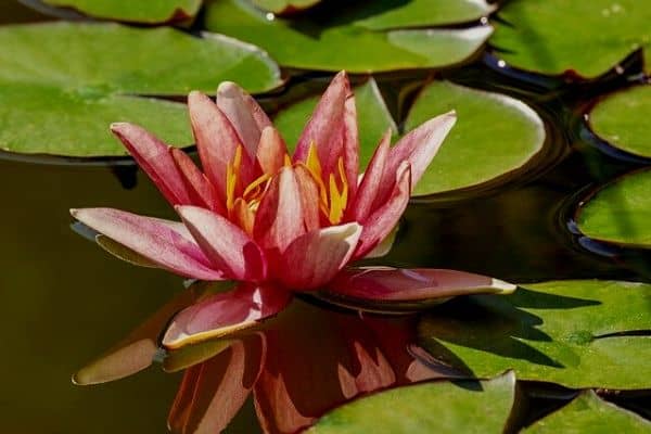 make a lily pond