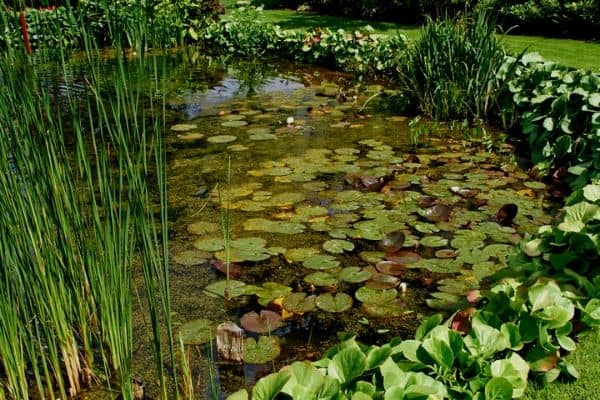 pond plant edging