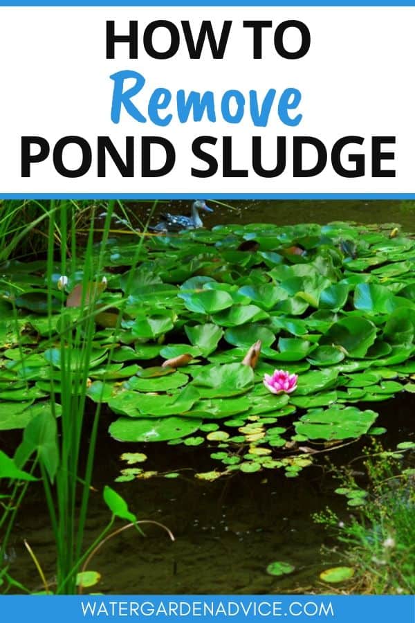 removing pond sludge
