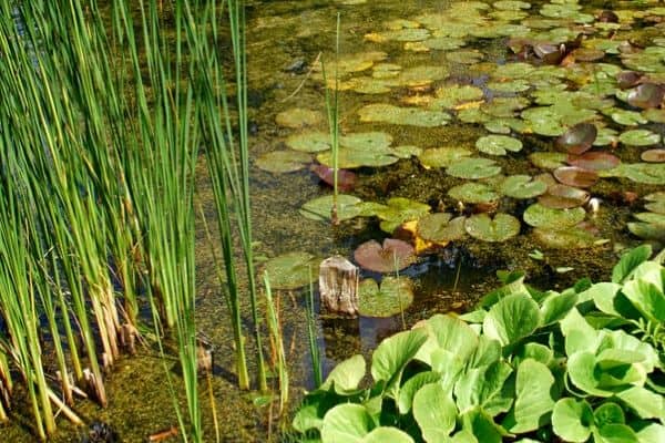 sludge in pond