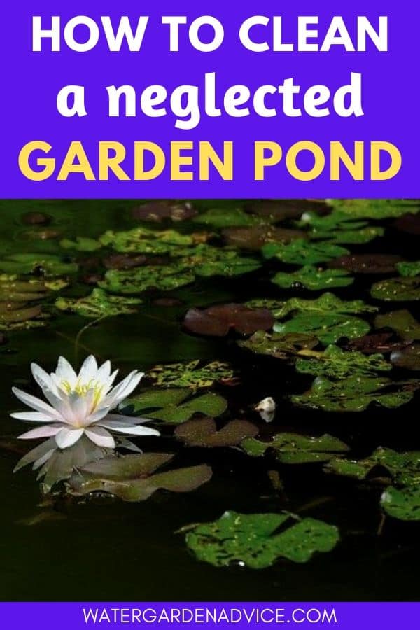 How to clean a neglected pond