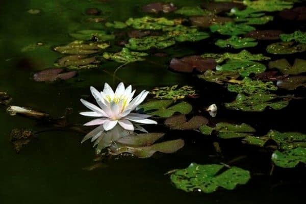 neglected pond