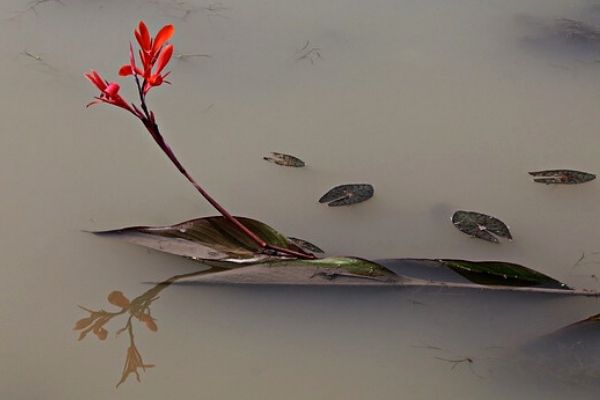 overgrown pond