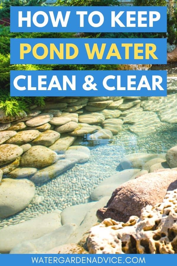 clean and clear pond water