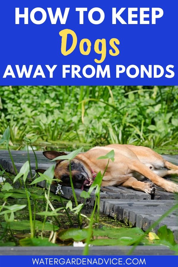 keep dogs away from ponds
