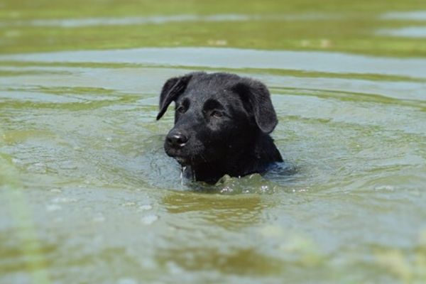 dog in a backyard pond