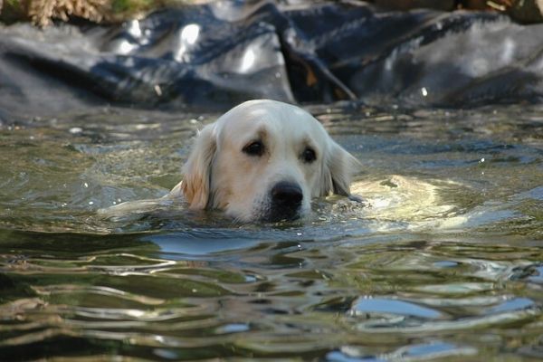 dog swimming in a pond